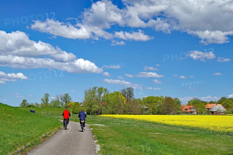 Two cyclists on a country road next to a yellow field under clear sky with white clouds, Neu-Bleckede, spring, bicycle tourism, bicycle travel, Mecklenburg-Western Pomerania, Germany