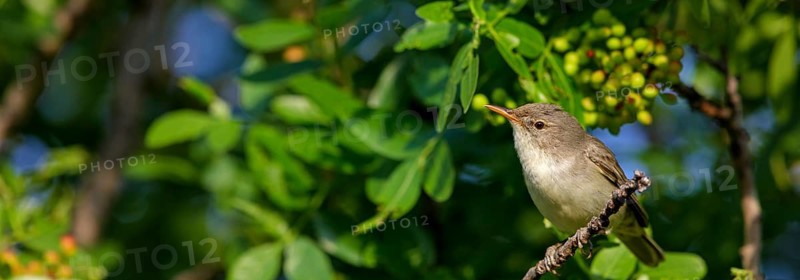 Olive warbler, (Hippolais olivetorum), animal, animals, bird, birds, biotope, habitat, perch, branch, twig, foraging, songbird, reed warbler family Lesvos, Greece