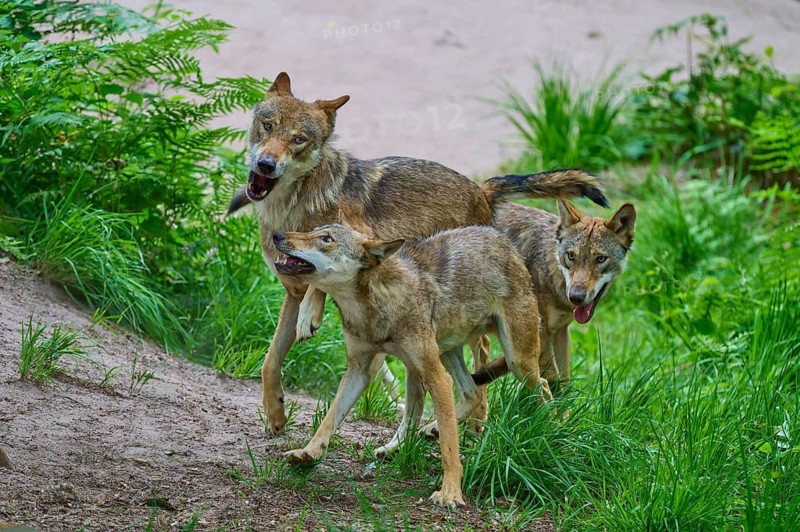 A trio of wolves moves through a lively forest scene, summer, wolf (Canis lupus), Germany