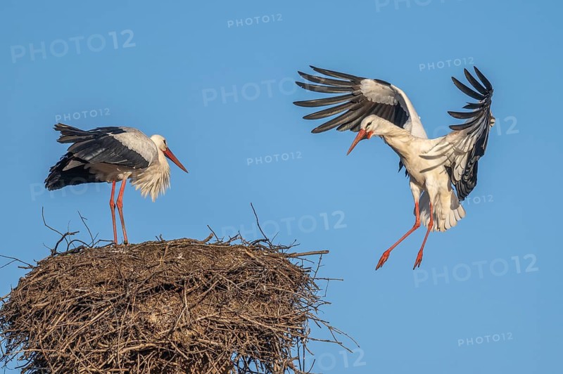 Two white storks (ciconia ciconia) can be seen in a tree. One is on the nest while the other arrives flying. It is spring and the sky is blue. Lower Rhine, Alsace, France