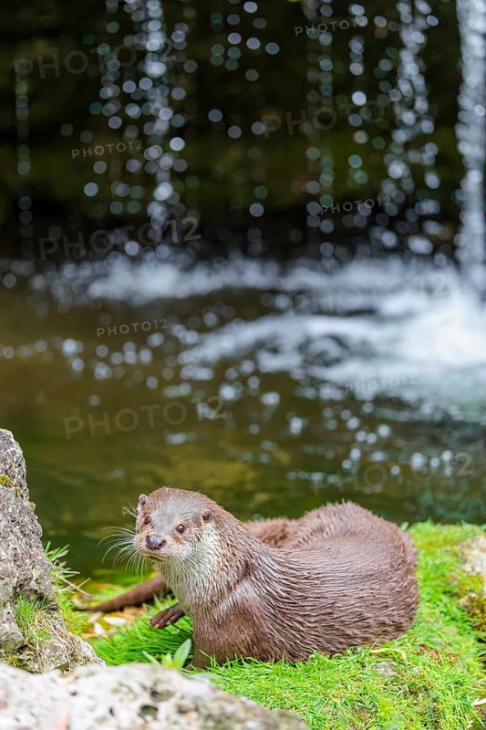 A Eurasian otter (Lutra lutra) lies on the riverbank amid green vegetation on a cloudy day. A small waterfall can be seen in the background. Czech Republic
