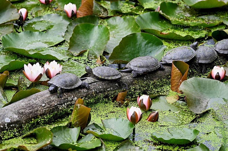 A group of European pond turtles (Emys orbicularis), sitting on a tree trunk in a pond, Switzerland