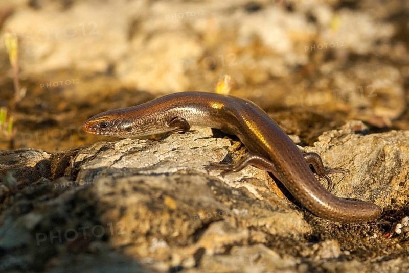 Chalcides Bedriagai, Iberian roller skink, Spanish roller skink, Extremadura, reptilia, reptiles, skinke, Spain