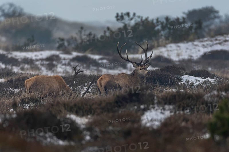 Some member of the red deer herd (Cervus elaphus) is always vigilant, winter, cold, snow, deer herd, January, Denmark