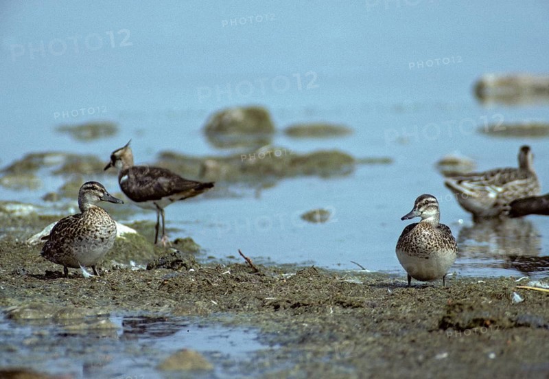 Anas Crecca, Common Teal, Grosbeak, Crickente, Anatidae, Birds, Ducks, Eclipse Plumage, Ducks, Duckbirds, Leo, Relaxing Dress, Birds, Waterbirds, Waterbirds