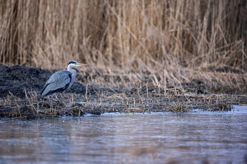 Grey heron (Ardea cinerea) Germany