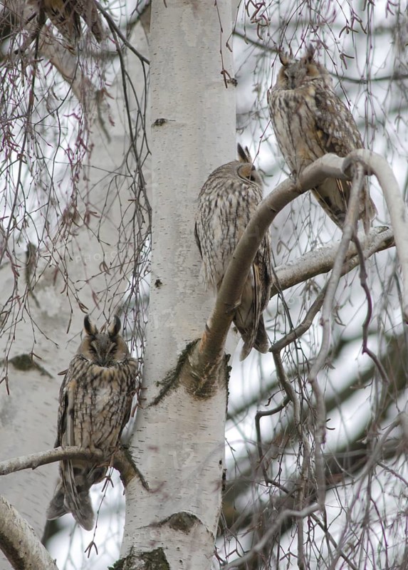 Asio Otus, Long-Eared Owl, Cat Owl, Owls, High Size, Portrait, Leo, Lesser Horned Owl, Sleeping Place