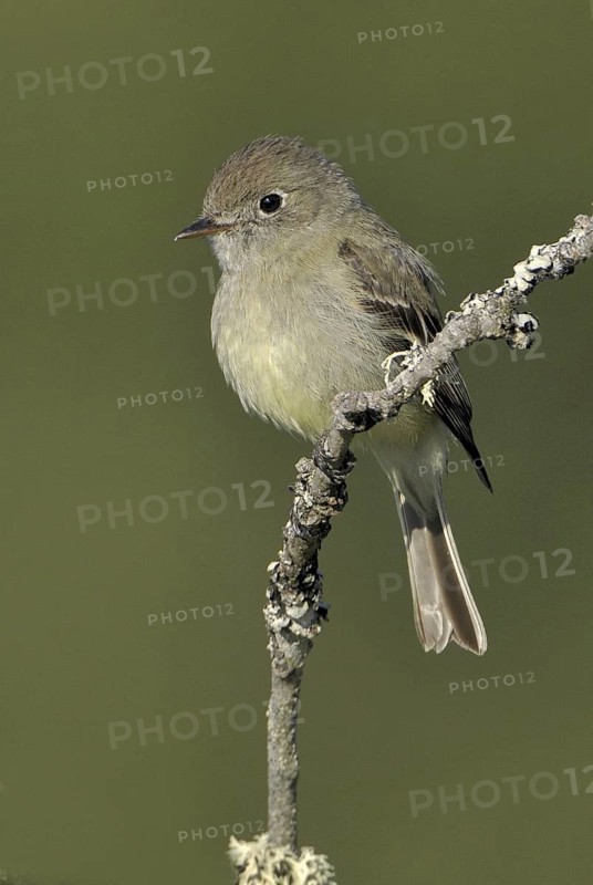 Hammond's Flycatcher (Empidonax hammondii), British Columbia, Canada