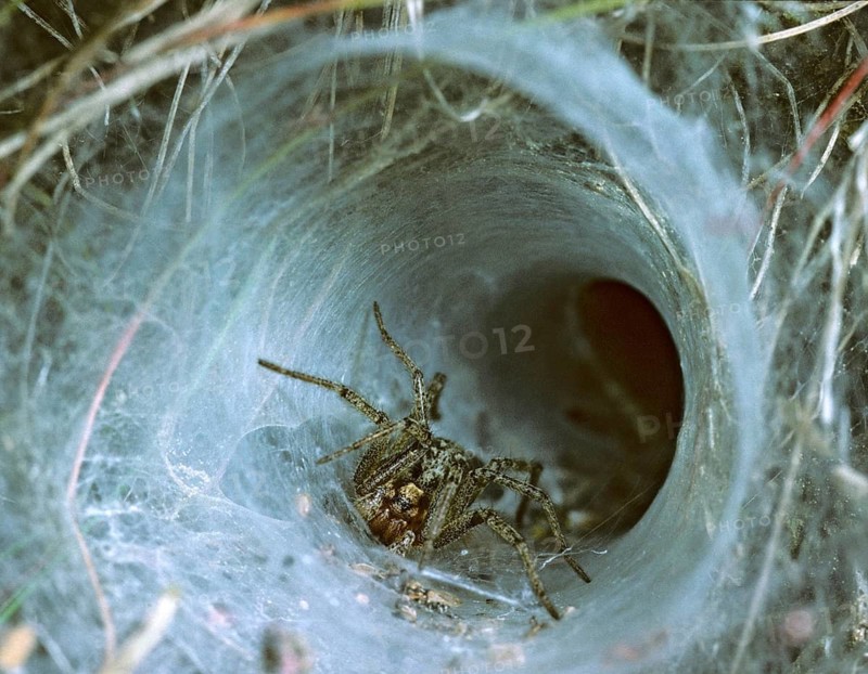 Agelena Labyrinthica, Labyrinth Spider, Arachnids, Leo, Spiders, Spiders, Living Tube