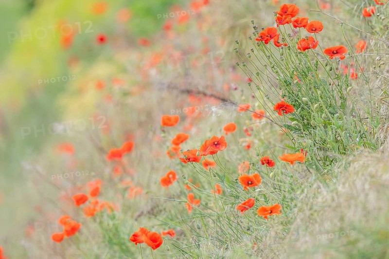 Red poppies are blooming in the field. The sky is clear and the weather is sunny. The flowers are arranged on green ground. There is a slight wind. Sasbach am Kaiserstuhl, Emmendingen, Freiburg im Breisgau, Baden-Württemberg, Germany