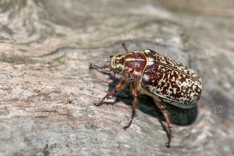 Leaf horn beetle, pine chafer, polyphylla fullo, scarabaeidae, Turkish May beetle, walker, beetle, coleoptera, insects, beetles