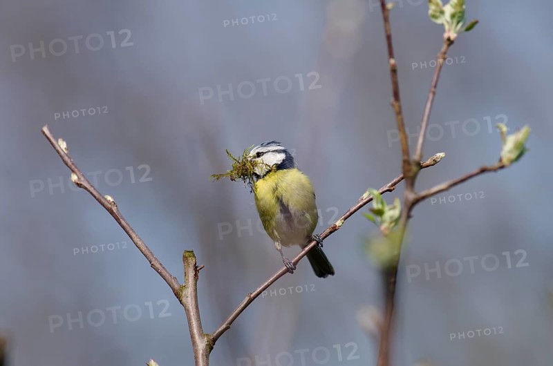 Blue tit (Cyanistes caeruleus), twig, spring, nest building, The tit has nesting material in its beak