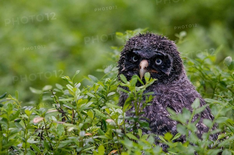 Bearded owl, Finland, Great Grey Owl, Strix nebulosa, birds, owls, adolescent, juvenile, owls, strigiformes, birds