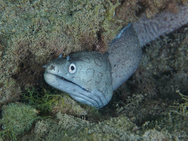 Prince August moray eel (Muraena augusti) hiding amongst rocks in the sea, surrounded by seaweed, Playa dive site, Los Cristianos, Tenerife, Canary Islands, Spain