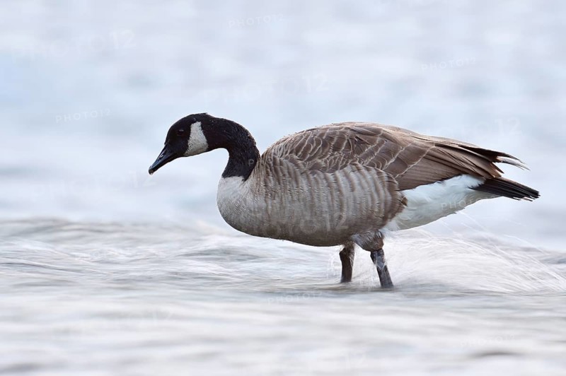 A Canada goose (Branta canadensis) standing in the water, North Rhine-Westphalia, Germany