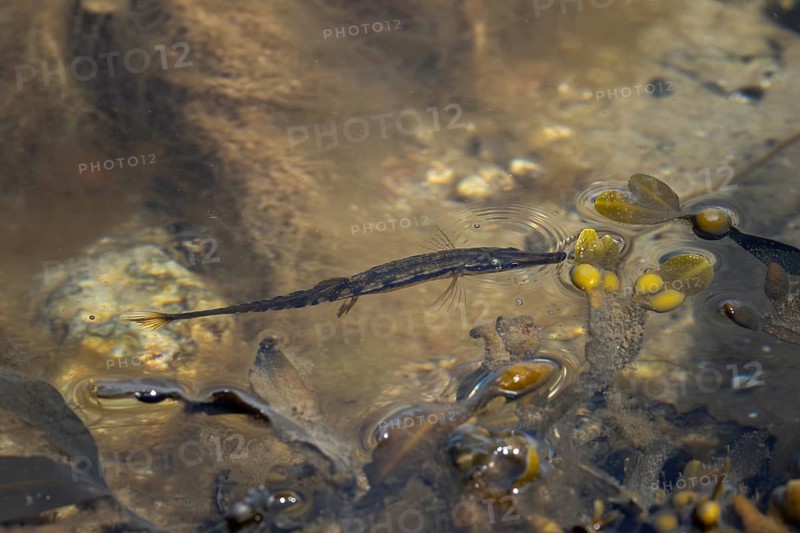 Sometimes the sea stickleback (Spinachia spinachia) hunts so close to the water surface that small waves are created, Baltic Sea, coastal fish, saltwater fish, May, Denmark