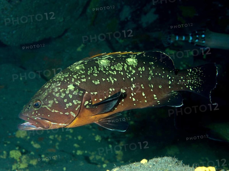 A fish with yellow-brown colouring and spots, the Dusky Grouper (Epinephelus marginatus), swimming calmly, dive site: El Cabron Marine Reserve, Arinaga, Gran Canaria, Spain, Europe, Atlantic Ocean