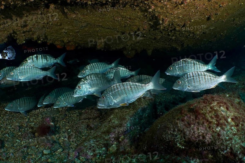 A school of bream, marble bream (Lithognathus mormyrus), beneath a piece of wreckage in the sea, at the Condesito Wreck dive site, Las Galletas, Tenerife, Canary Islands, Spain