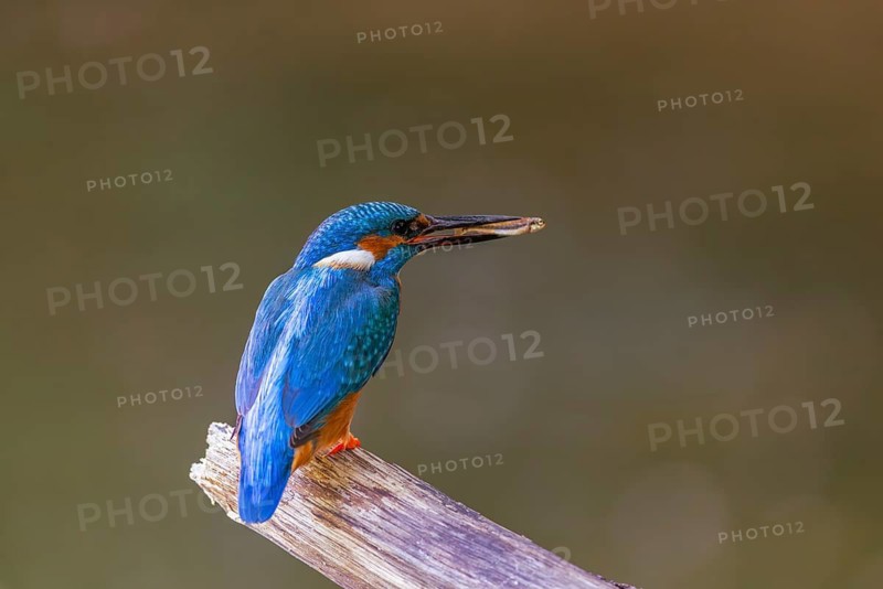 Kingfisher (Alcedo atthis) with a fish in its beak, Kingfishers (Alcedinidae), Upper Danube nature park Park, Baden-Württemberg, Germany