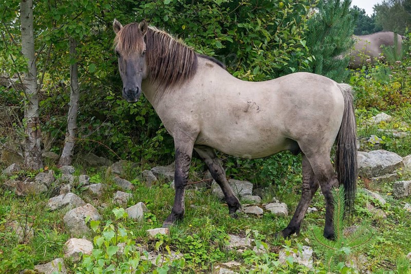 Equus Caballus sspec., horse, konic, odd-toed ungulates, perissodactyla, grazing, domesticated animals, extensive grazing, pet, horses, landscape management, landscape preservation, mammals, horses, pony, mammals, unpaired ungulates
