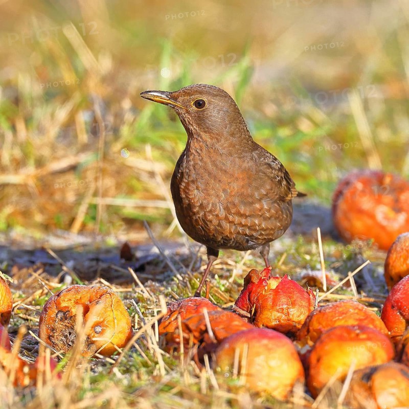 Blackbird (Turdus merula), female, sitting among fallen fruit, apples, in an orchard meadow, Wilnsdorf, North Rhine-Westphalia, Germany