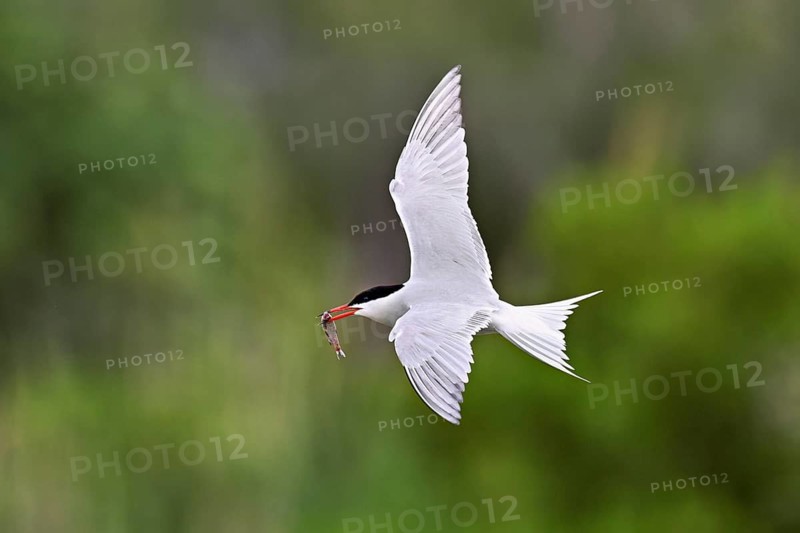 Common tern (Sterna hirundo), in flight with a fish in its beak, Saintes-Marie-de-la-Mer, Camargue, southern France, France