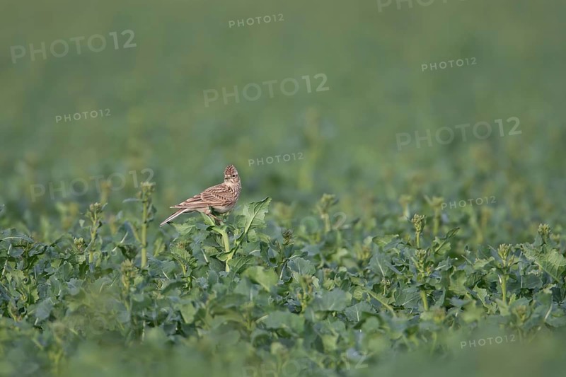 Eurasian skylark (Alauda arvensis) adult bird perched on an Oilseed rape plant, Suffolk, England, United Kingdom