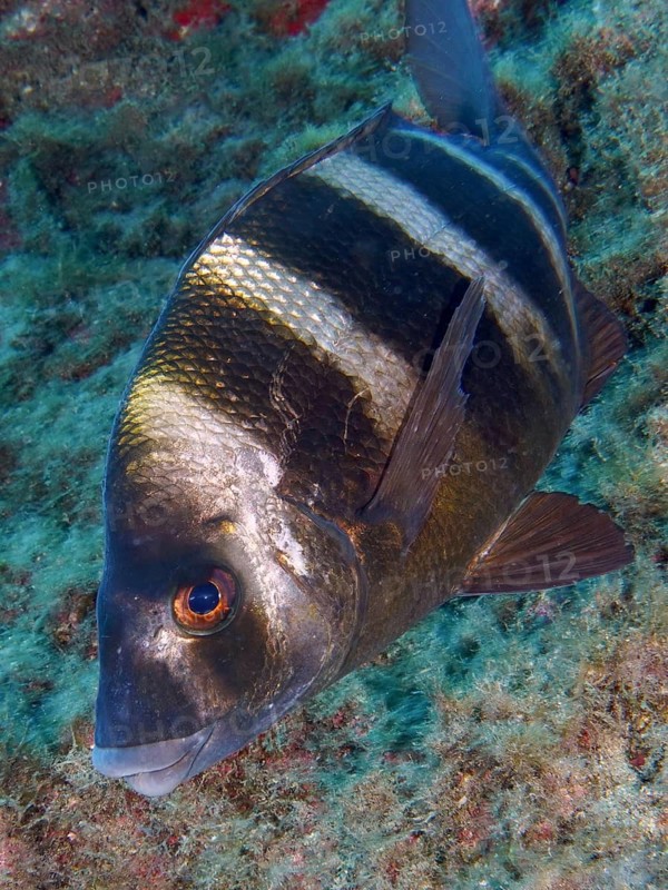 Close-up of a striped fish, the zebra bream (Diplodus cervinus cervinus), swimming over seaweed in clear water, Las Rosas dive site, Las Galletas, Tenerife, Canary Islands, Spain