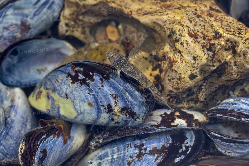 Male sand goby (Pomatoschistus minutus) foraging in a mussel bed (Mytilus edulis), mussel bed, edible, camouflage, beach, Baltic Sea, June, Denmark