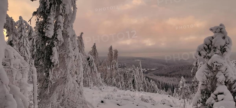 Snowy trees in pink evening light offer impressive views of the winter landscape, hiking in winter on the Rennsteig, Thuringian Forest nature park Park