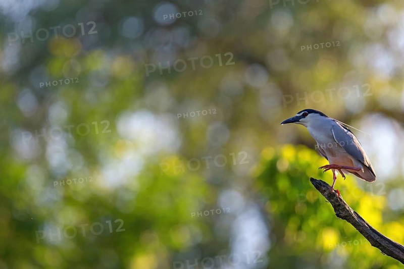 Black-crowned black crowned night heron (Nycticorax nycticorax), Bihoreau gris, HÈron bihoreau, Martinete Com?n, Ayn Razat, Salalah, Dhofar, Oman