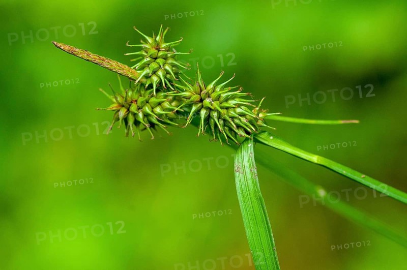 Carex flava, cyperaceae, yellow sedge, hedgehog grass, sour grass, flora, hedgehog grass, plants, sedges