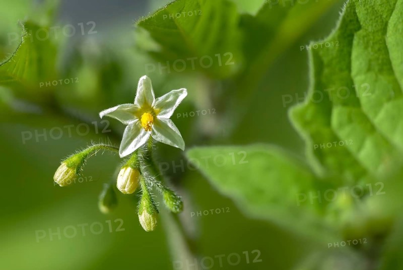 European black nightshade, nightshade, black nightshade, black nightshade, solanaceae, solanum nigrum, blackberry nightshade, flora, plants, simply black nightshade
