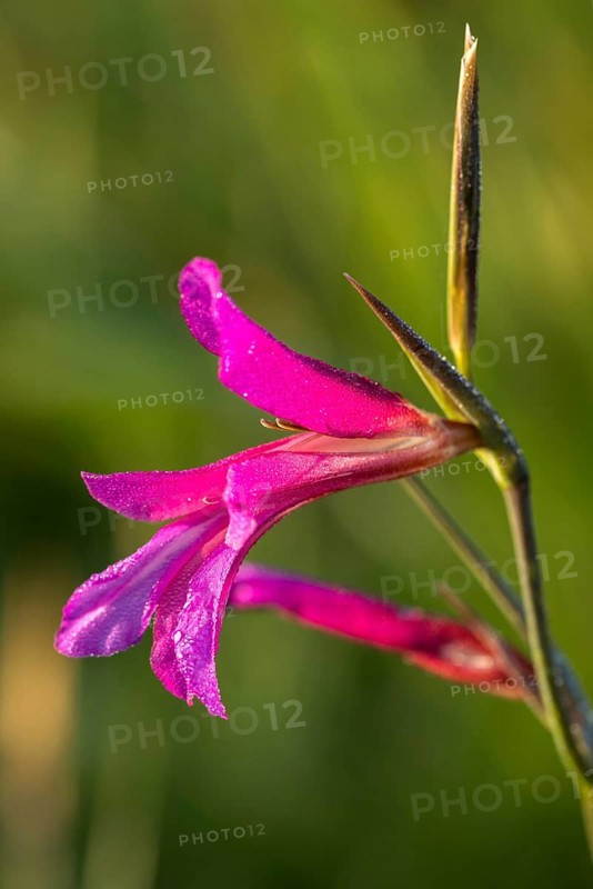 Field gladiolus, field victorious root, gladiolus italicus, granelli, iridaceae, Italian gladiolus, Italy, pantani cuba and longarini, victorious root, iris family, migratory bird sanctuary, Pantani Cuba & longarini migratory bird sanctuary, common sword-lily, field gladiolus, flora, high size, portrait format, Italy, plants, Sicily, foundation per biodiversity