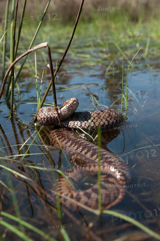 European adder, European viper, venomous snake, vipera berus, critters, poisonous, high size, portrait, reptilia, reptilia, reptiles, snakes, swim, snakes, swimming, water
