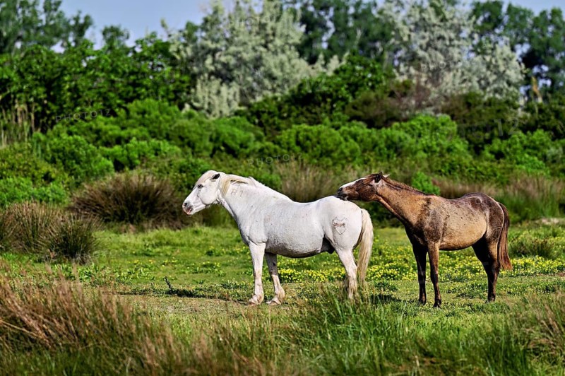 Two Camargue horses (Equus caballus), a mare and her foal standing in a meadow, Saintes-Marie-de-la-Mer, Camargue, southern France, France