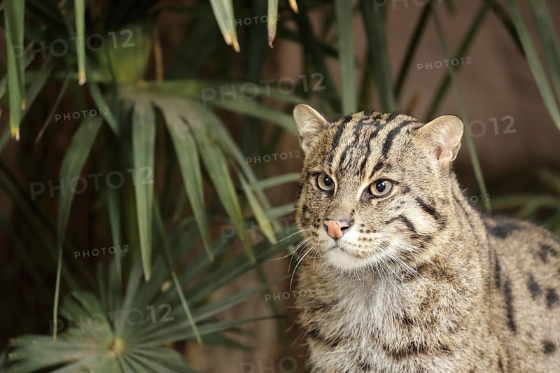 Wildcat in a green setting. Green plants in the background, looking intently to the left, fish cat (Prionailurus viverrinus), adult, alert, in captivity, South-East Asia