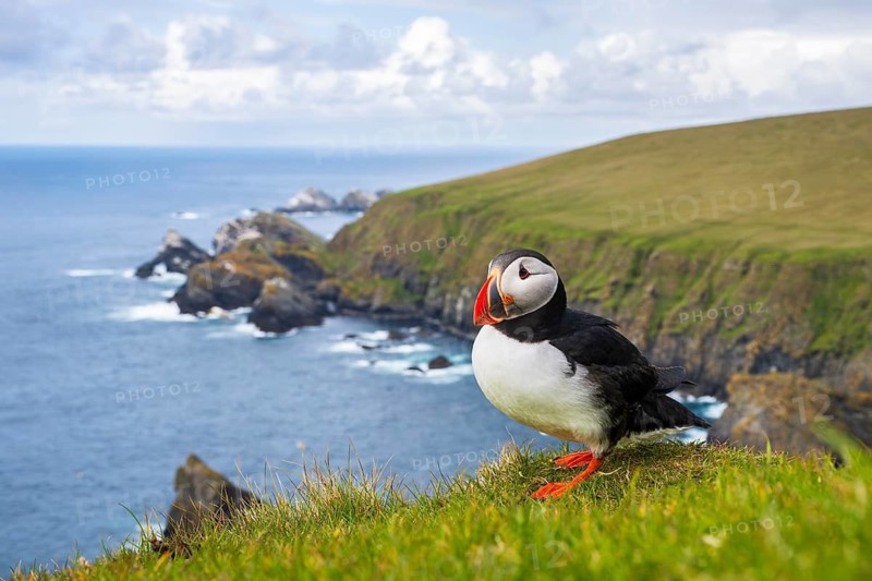 Puffin (Fratercula arctica), Hermaness National Nature Reserve, Unst, Shetland Islands, Scotland, Great Britain
