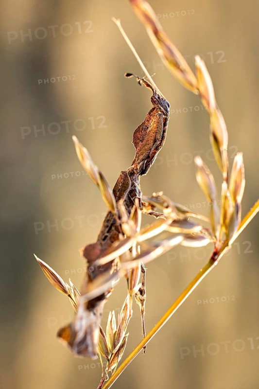 A dry branch with elegant twists against a golden background, a ghost mantis in a meadow near Windhoek in Namibia (Phyllocrania paradoxa)