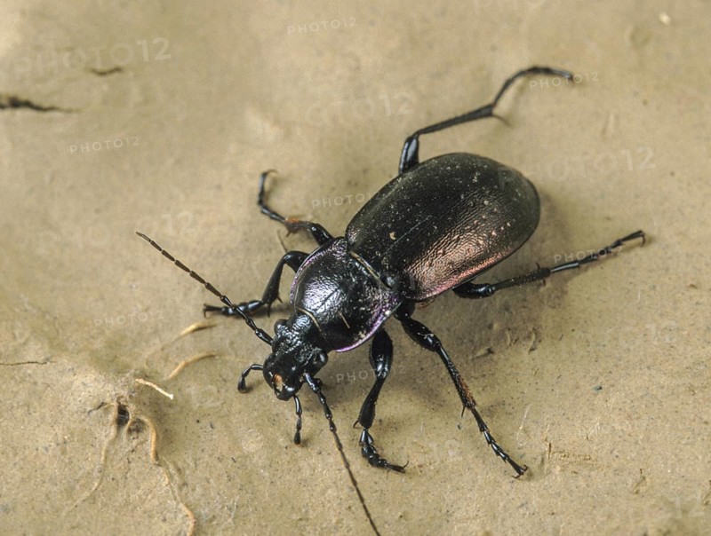 Bronze carabid, Carabus nemoralis, grouse beetles, beetles, insects, beetles