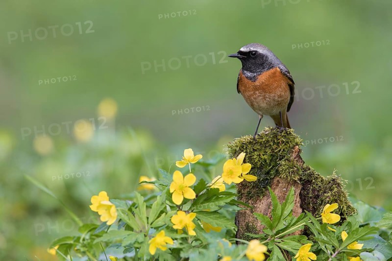 Common Redstart (Phoenicurus phoenicurus) male perched on an old mossy tree trunk amongst flowers, Poland