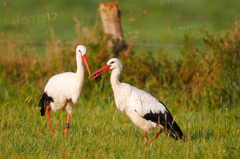 White Stork (Ciconia ciconia) foraging, North Rhine-Westphalia, Germany
