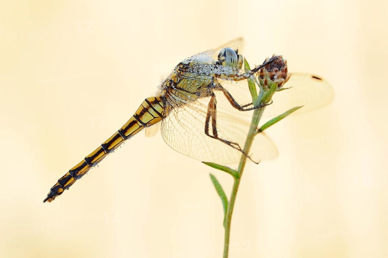 Black-tailed Skimmer (Orthetrum cancellatum), female with a dewdrop, North Rhine-Westphalia, Germany