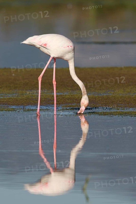 Greater Flamingo (Phoenicopterus roseus) foraging in shallow water, Greece
