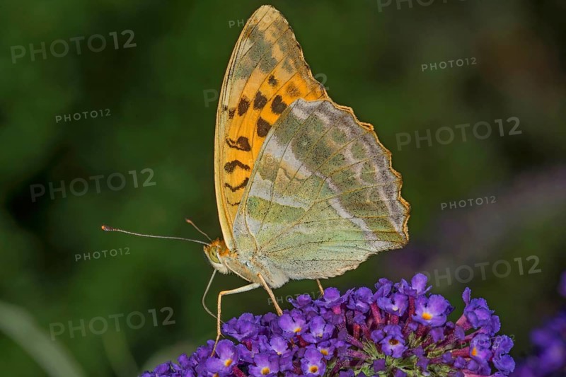 Side view of a male emperor moth (Argynnis paphia) with patterned wings on a panicle of buddleia (Buddleja), Baden-Württemberg, Germany