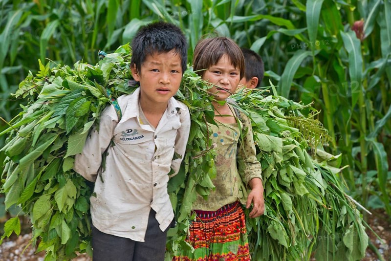 Vietnamese little boy and Vietnamese little girl carry a box full of leaves while working in the fields, Cao B?ng province, North Vietnam, Vietnam