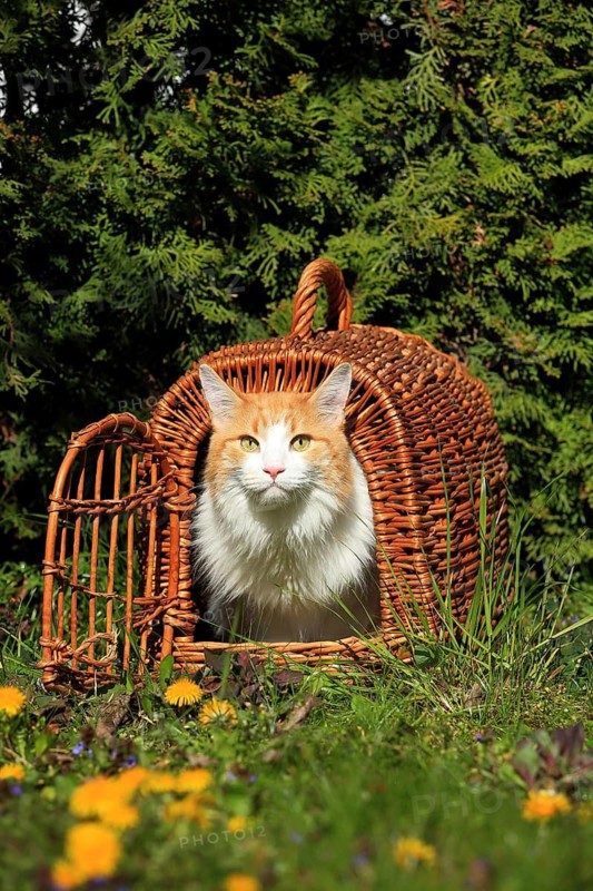 An orange and white cat looks intently out of an open basket in a green setting, a Maine Coon cat (Felis silvestris catus), in a meadow, in a basket, Baden-Württemberg, Germany