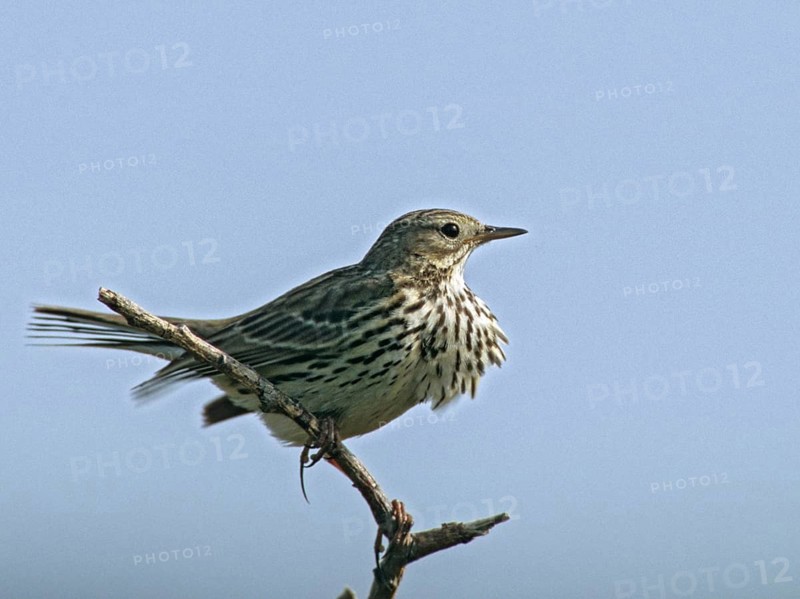 Anthus Pratensis, Meadow Pipit, Meadow Pieper, Birds, Leo, Passeri, Songbirds, Birds