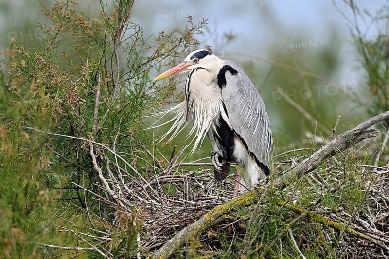 Grey heron (Ardea cinerea), standing on its nest, Camargue, southern France, France