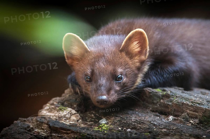 Tree martens, carnivora, European pine species, martes martes, pine species, predators, mammals, raptors, mammals, mammals
